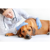encaminhamento médico para animais clínica Santos