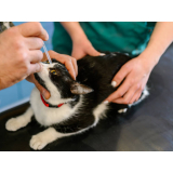 encaminhamento médico para gatos clínica Barra Funda