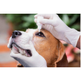 encaminhamento médico veterinário clínica Osasco