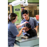 encaminhamento veterinário para cães clínica Lins