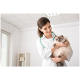 endocrinologista veterinário agendar Alto da Boa Vista