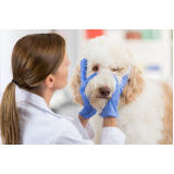 exame de endoscopia veterinária marcar Água Branca