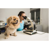 exame de laboratório para animais com resultado rápido agendar Pinheiros
