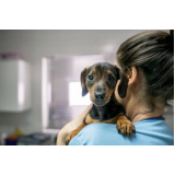 exame de sangue para cachorro marcar Ibirapuera