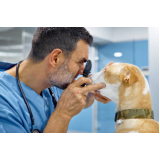 exame de sangue para cachorro Caieiras