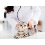 exame de sorologia para gatos Vila Hamburguesa
