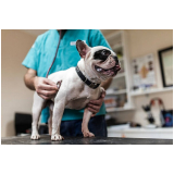 exame de urina cachorro marcar Brooklin Paulista