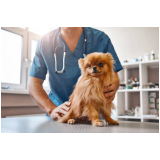 exame de urina em cachorro Santa Bárbara dOeste