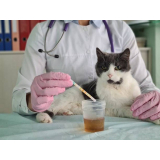 exame de urina para gatos marcar Perús