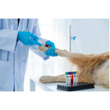 exame para cachorro marcar Higienopolis