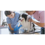 exames laboratoriais cachorro Vila Prudente