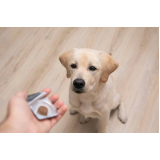 homeopata para cachorro Consolação