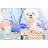 homeopata para cachorros Tabatinga