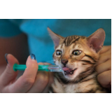 homeopata para gato agendar Hortolândia