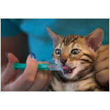 homeopata para gatos Santo Amaro