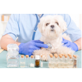 homeopata veterinário agendar Vila Clementino