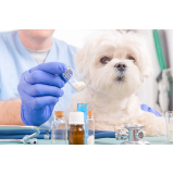 homeopata veterinário Lins