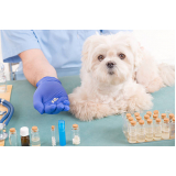 homeopatia animal agendar Saúde