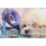 homeopatia na medicina veterinária agendar Vila Romana