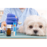 homeopatia na veterinária Vila Jaguará