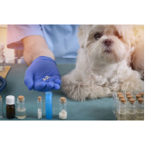 Homeopatia para Rinotraqueíte Felina