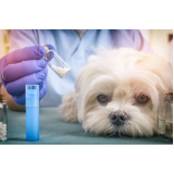 homeopatia veterinária insuficiência renal Conchas