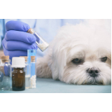 homeopatia veterinária para alergia agendar Mooca