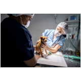 internação de emergência para cães marcar Vila Romana