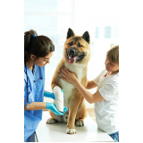 internação para cachorro clínica Interlagos