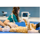 internação para gato pós operatória marcar Capivari