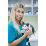 internação uti veterinária clínica Caieiras