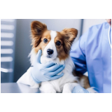 nefrologista veterinário Higienopolis