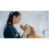 neurologista veterinário agendar Saúde
