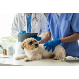 neurologista veterinário marcar Higienopolis