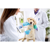 oftalmologista veterinário agendar ABCD