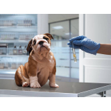 onde agendar exame de ultrassom para animais Saúde