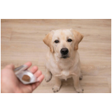 onde agendar homeopata para cachorros Conchas