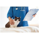 onde agendar veterinário especialista em gatos Lins