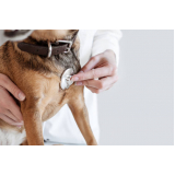 onde encontrar veterinário para cachorros Higienopolis