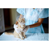 onde fazer cirurgia de castração para gatos Vila Hamburguesa