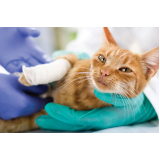 onde fazer cirurgia de catarata em gatos Lapa