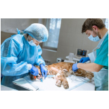 onde fazer cirurgia oncologica veterinaria Vila Jaguará