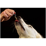 onde marcar homeopatia veterinária para insuficiência renal Itapevi