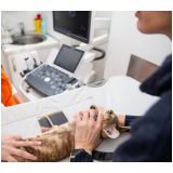 onde marcar ultrassonografia veterinária Higienopolis