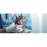 onde marcar veterinário especialista em gatos Caierias