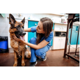 onde tem veterinário para cachorros Araraquara