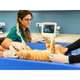 ultrassom abdominal veterinário agendar Capivari