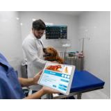 ultrassom abdominal veterinário marcar Mauá