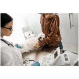 ultrassom abdominal veterinário Birigui