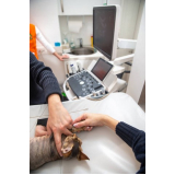 ultrassonografia veterinária marcar Freguesia do Ó
